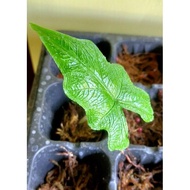 Sale Original Alocasia Jacklyn Anakan (Alocasia Tandu Rusa) Terbaru