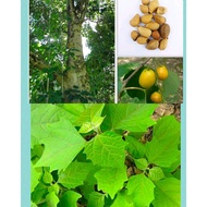 ◙Gmelina_arborea_PaperTREE_seeds_80pcs/pck