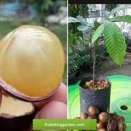 ANAK POKOK BUAH MATOA [WEST MALAYSIA ONLY]