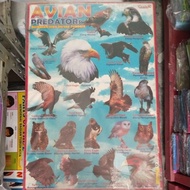 Avian Predators Poster