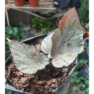SILVER BEGONIA BEGONIA