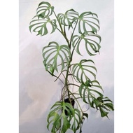 Monstera "Burle Marx Flame" rare
