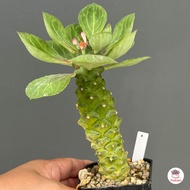 นาคราชด่าง Euphorbia Ritchiei ‘Variegata’ แคคตัส กระบองเพชร cactus&amp;succulent