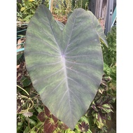 Colocasia Black Magic