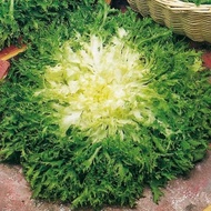 100 Seeds - RZ ENDIVE LETTUCE KORBI Seeds RIJK ZWAAN