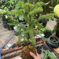 Kokedama cypress tree – a tree shape that feels of a miniature forest