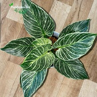 PHILODENDRON BIRKIN - BIRKIN VARIGATA - TANAMAN HIAS AROID-Garden25 shop