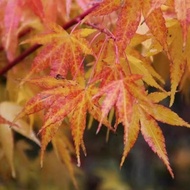 Japanese Red Maple Japan Sunrise Red Maple Bonsai Gardening Material Maple Four Seasons Red Maple Tr