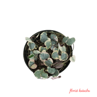tanaman hias gantung string of heart variegata