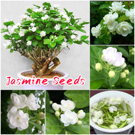 ง่ายที่จะเติบโต เมล็ดสด100% เมล็ดพันธุ์ ดอกมะลิ บรรจุ 50 เมล็ด Fragrant Jasmine Seed เมล็ดดอกไม้ บอนสีราคาถูก ดอกไม้หอม เมล็ดบอนสี ต้นไม้มงคล บอนสี ดอกไม้ปลูกสวยๆ เมล็ดพันธุ์ดอกไม้ ไม้ประดับ พันธุ์ดอกไม้ ต้นบอนสี บอนไซ ดอกไม้ปลูก Flower Seeds for planting