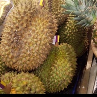 Durian montong sulawesi utuh 1 pcs