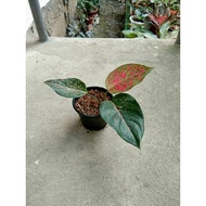 【hot sale】 Aglaonema Varieties: Live Plants