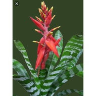 Bromeliad Aechmea -Chantinii