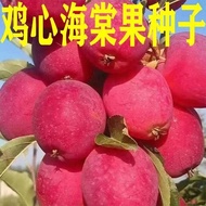 Chicken Heart Begonia Fruit Seeds Chicken Heart Fruit Seeds Fruit Watermelon Seeds Original Four Sea