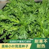 Flavored Artemisia Seeds Artemisia Seeds Artemisia Seeds Vegetables Spring Autumn Winter Seeds Potte