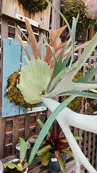 鹿角蕨 P. veitchii AR / P. willinckii Yellow Moon