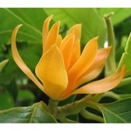 Pokok Bunga Cempaka ( hybrid )  wangi warna kuning/putih