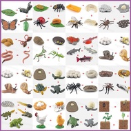 ZY1 Small animal model toy growth life cycle frog turtle chicken Montessori kindergarten teaching  Y