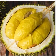 [Klang Valley]Raub Fresh Musang King/D24/ Tekka/Black Thorn Durian 劳勿猫山王/黑刺/竹脚榴莲 (Pulp Only/纯果肉）
