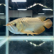 IKAN HIAS ARWANA GOLDEN PINO PINOH KALIMANTAN AROWANA AIR TAWAR - 15 CM