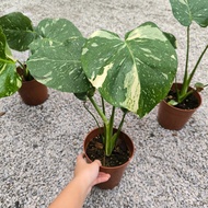 90s Greenovation Live Plant Monstera Thai Constellation 泰国洒金龟背竹 P150
