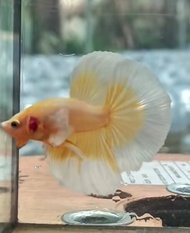 halfmoon dumbo ear soft gold cupang vantik soft gold