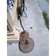 Kulat / Cendawan Telinga Gajah