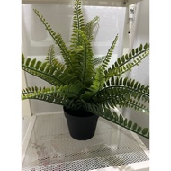 New Preloved Ikea Ornamental Plants - Fejka