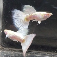 GUPPY ALBINO FULL PLATINUM BDS   (TOP QUALITY)