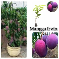 anak pokok mangga Irvin (pokok hidup)