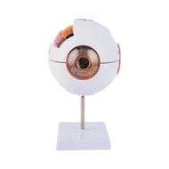 1:6 Eyeball Anatomy Model for Eye Diseases Study Human Eye Anatomy Model Eye Anatomy Model Human Org