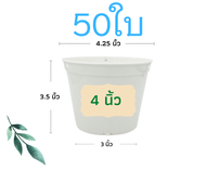 กระถางแคตตัส กระถางต้นไม้พลาสติก กระถางต้นไม้ กระถางปลูกกระบองเพชร สีขาว 4นิ้ว 50 ใบ ราคาส่ง