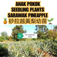 🇲🇾Ready Stock🇲🇾Anak Pokok Sarawak Nanas / Sarawak Pineapples Seedling / 砂拉越黄梨幼苗 🍍🌱