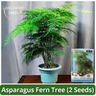 High Quality Asparagus Fern Tree Seeds (2 Seeds) Benih Bunga 文竹种子 Evergreen Asparagus Fern Plant Seeds Indoor Plants Office Bonsai Tree Live Plant Seeds for Planting Flower Seeds for Gardening Potted Ornamental Plant Air Plants for Sale Real Plant Outdoor