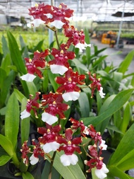 [Giá hủy diệt] vũ nữ aka baby rất thơm hàng đài loan mặt hoa đẹp sáng cây bán trưởng thành sắp hoặc 