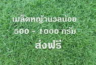 เมล็ดหญ้านวลน้อย 500 กรัม ราคาพิเศษ Manila Grass