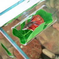 Aquarium Thai fighting fish tunnel horsetail lion king rest leaf hiding house spawning leaf fighting