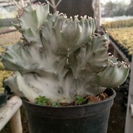 kaktus lactea  cristata silver