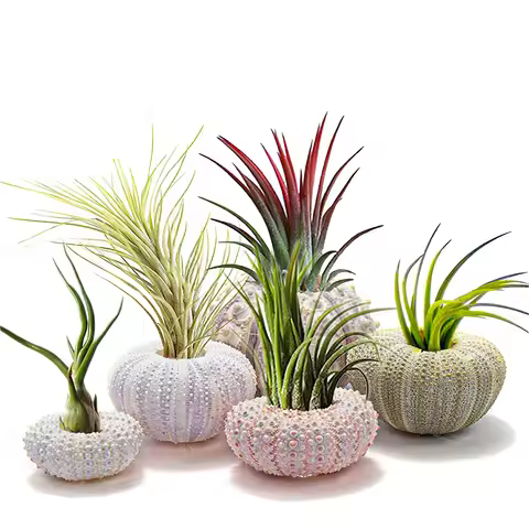 5pcs/set Natural Sea Urchin Shell for Decoration Conch Tillandsia Potted Plant Coquillage Undefined 