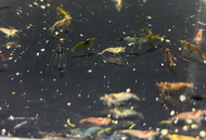 Reject Shrimp Neocaridina shrimp by [3k Aquatic]