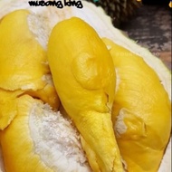 Anak pokok musang king