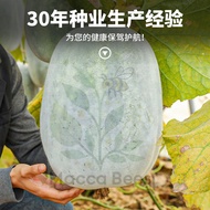 {Maccabees Seeds} Winter Melon Seeds 粉皮冬瓜种子 Biji Benih Labu Kundur