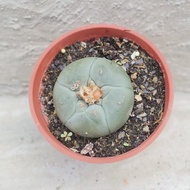 【荳荳多肉】【烏羽玉】喬遷│送禮│升遷│多肉植物
