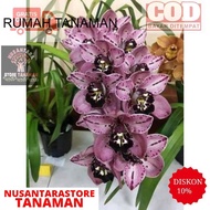 COD!! Anggrek cymbidium purple black-anggrek cymbidium-tanaman hidup-bunga hidup cantik