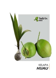 bibit kelapa genjah hijau hybrida