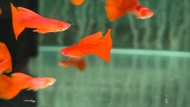 Albino full red guppy 2.5cm pairs