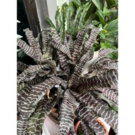Bromeliad Crypthnthus Rare Plant