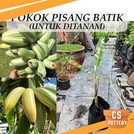 Pokok Pisang Batik Musa Florida Untuk Ditanam Pokok Hidup Real Live Plant Variegated Banana 香蕉树