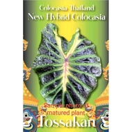 Colocasia   Tossakan