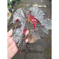 Sindo - Begonia Crancklin Rossie Live Plant AAQVU34S8M